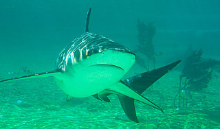 Акулы чувствуют опасность до рождения Акулы чувствуют опасность до рождения