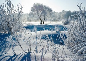 Брянские фотографы покажут «Зимние узоры» Галина Семенова. «Снежность»
