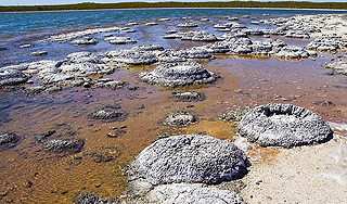 На Земле нашли следы древнейшей жизни На Земле нашли следы древнейшей жизни