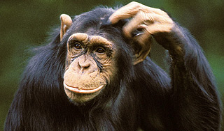У шимпанзе нашли чувство справедливости У шимпанзе нашли чувство справедливости