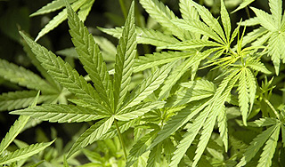 Бедность вреднее курения марихуаны Бедность вреднее курения марихуаны