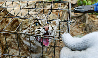 Леопарда везли в Россию под видом собаки Леопарда везли в Россию под видом собаки