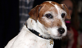 Собаки научились общаться по Skype Собаки научились общаться по Skype