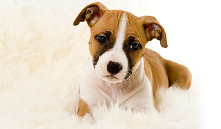 Бутылка водки спасла жизнь щенку Бутылка водки спасла жизнь щенку