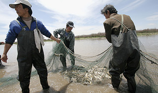 У берегов Фукусимы найден окунь-мутант У берегов Фукусимы найден окунь-мутант