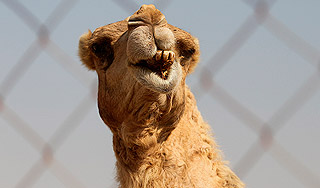 Верблюд сбил на бегу женщину в центре Орска Верблюд сбил на бегу женщину в центре Орска