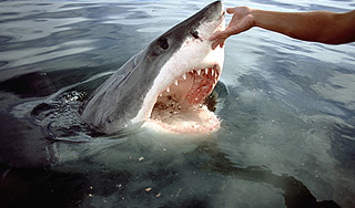 Пенсионер спас детей от акулы (видео) Пенсионер спас детей от акулы (видео)