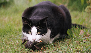 В Новой Зеландии хотят запретить кошек В Новой Зеландии хотят запретить кошек