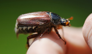Жуки передвигаются по Млечному пути Жуки передвигаются по Млечному пути