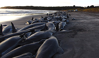 900 дельфинов убиты в знак протеста 900 дельфинов убиты в знак протеста