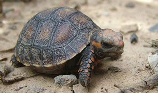 Потерявшаяся черепаха 30 лет жила без еды Потерявшаяся черепаха 30 лет жила без еды