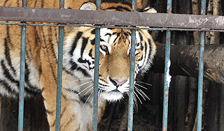 Тигр напал на пьяного безбилетника Тигр напал на пьяного безбилетника