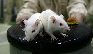 В коже мышей найдены клетки удовольствия В коже мышей найдены клетки удовольствия