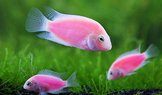 Ученые научились разгадывать мысли рыб Ученые научились разгадывать мысли рыб