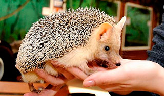 Ежиха и сурки сделали прогнозы на весну Ежиха и сурки сделали прогнозы на весну