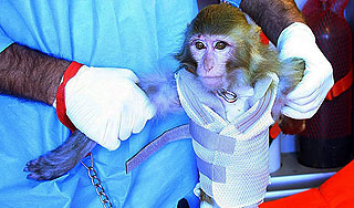 Иран уличили в подмене обезьяны-космонавта Иран уличили в подмене обезьяны-космонавта