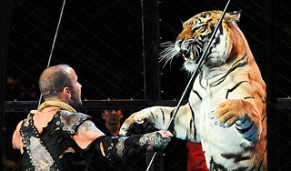 В Мексике тигр растерзал дрессировщика В Мексике тигр растерзал дрессировщика