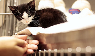 Котенок проехал 300 километров под капотом Котенок проехал 300 километров под капотом