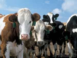 В брянских хозяйствах поголовье КРС выросло на 40 тысяч