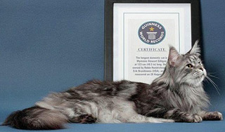 Самого длинного в мире кота убил рак Самого длинного в мире кота убил рак