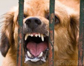 В Брянске обнаружили первый случай бешенства