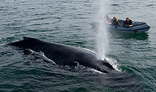 На Гавайах кит врезался в туристов На Гавайах кит врезался в туристов