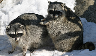 Еноты построили дом на подъемном кране Еноты построили дом на подъемном кране