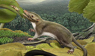 Ученые нашли предка млекопитающих Ученые нашли предка млекопитающих