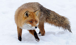 Лиса в Лондоне откусила у младенца палец Лиса в Лондоне откусила у младенца палец