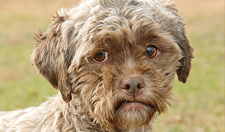 В США нашли собаку с человеческим лицом В США нашли собаку с человеческим лицом