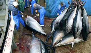 В Норвегии задержан российский траулер В Норвегии задержан российский траулер