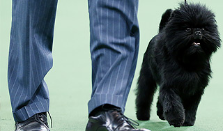 В США выбрали самую красивую собаку В США выбрали самую красивую собаку