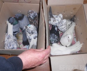 В Брянской области задержали голубей и попугаев