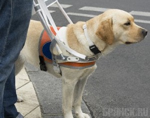 Инвалида с собакой-поводырем не пустили в кафе