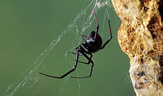 Гольфистку атаковал самый страшный паук Гольфистку атаковал самый страшный паук