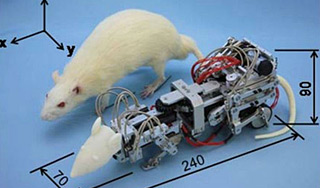 Японцы создали крысу-терминатора Японцы создали крысу-терминатора