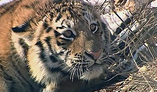 Тигр с капканом "попросил" о помощи Тигр с капканом "попросил" о помощи