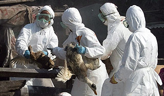 В Германии обнаружен птичий грипп В Германии обнаружен птичий грипп