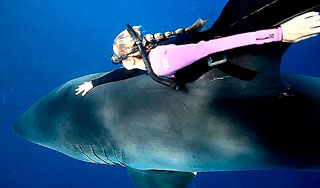 Девушка прокатилась на акуле-людоеде Девушка прокатилась на акуле-людоеде