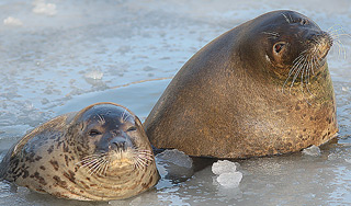 Тюлени добывают пищу благодаря усам Тюлени добывают пищу благодаря усам