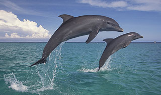 Дельфины называют друг друга по имени Дельфины называют друг друга по имени