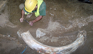 В Кабардино-Балкарии нашли останки мамонта В Кабардино-Балкарии нашли останки мамонта