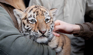 В тайге спасли осиротевшего тигренка В тайге спасли осиротевшего тигренка
