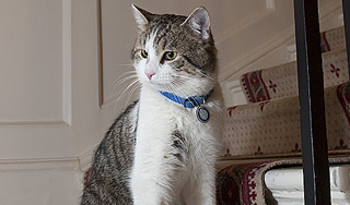 Карьера кота Кэмерона пошла под откос Карьера кота Кэмерона пошла под откос