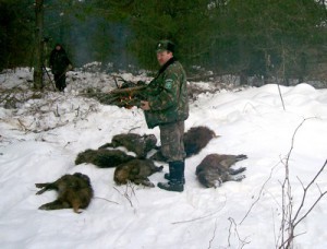 Владимирские ученые не нашли АЧС в Брянской области
