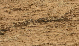 На Марсе нашли скелет животного На Марсе нашли скелет животного