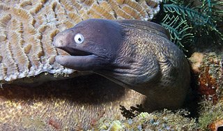 В Нью-Джерси пойман угорь-монстр В Нью-Джерси пойман угорь-монстр