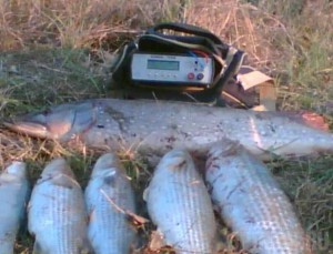 Крупный штраф заплатят рыбаки за использование электролова