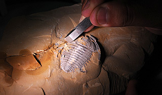 Ученые нашли древнейшее животное планеты Ученые нашли древнейшее животное планеты