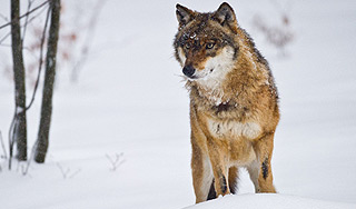 Под Красноярском волки загрызли ребенка Под Красноярском волки загрызли ребенка